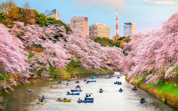 Cherry Blossom Season in Tokyo, Japan